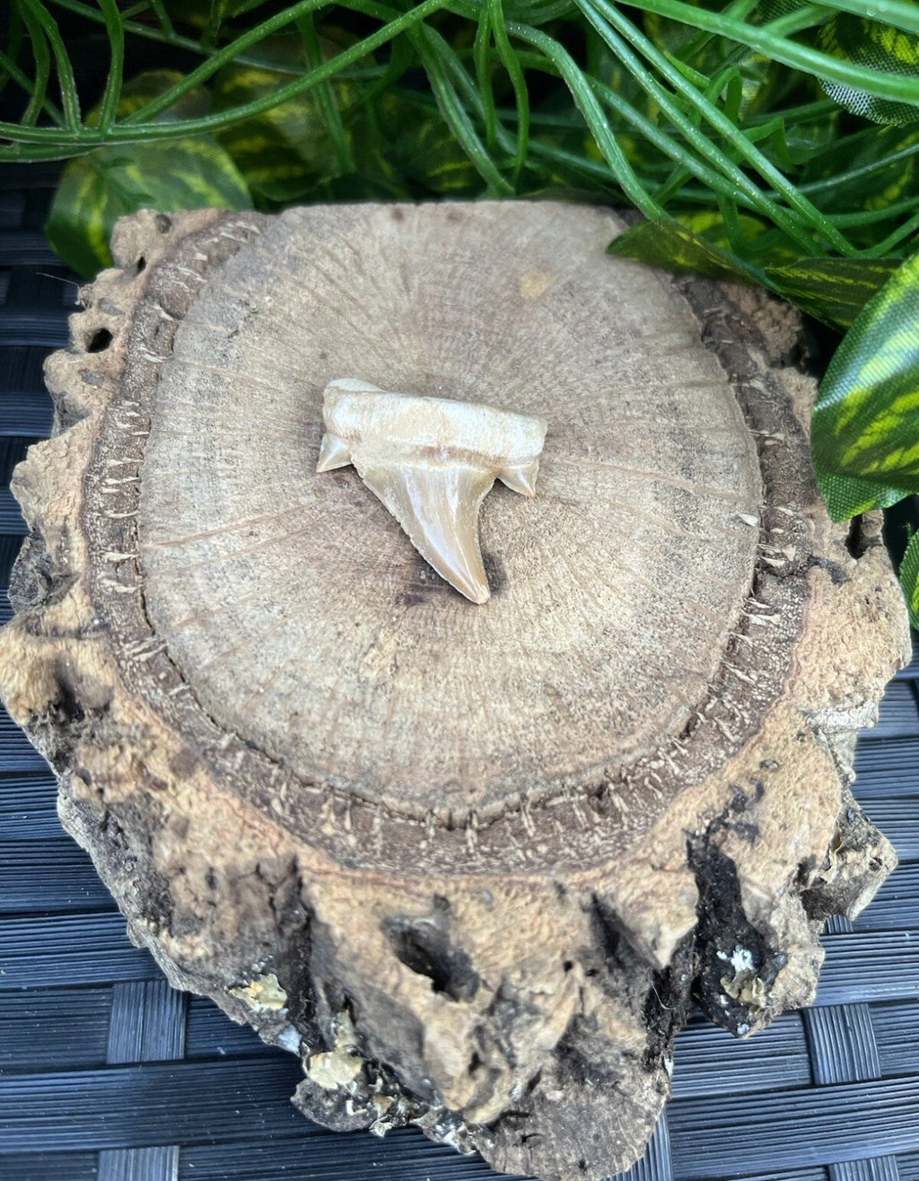 3 x Authentic Fossil Otodus Shark Tooth –  Eocene Sharks Teeth