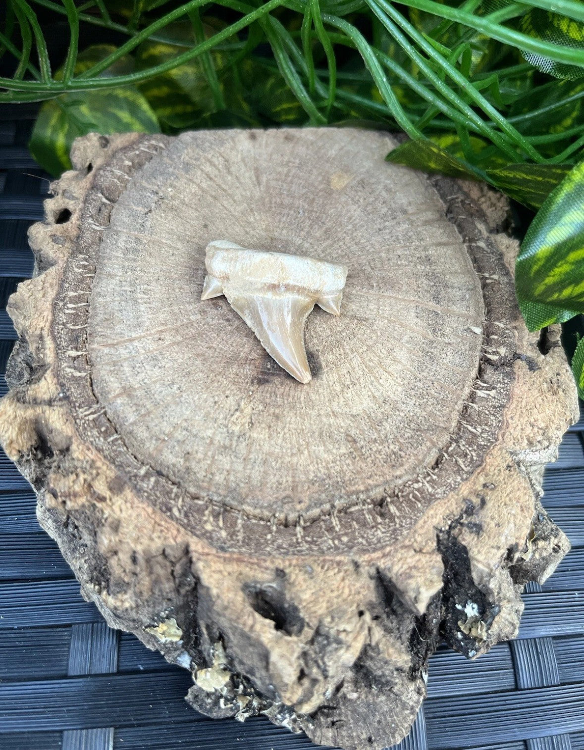 3 x Authentic Fossil Otodus Shark Tooth –  Eocene Sharks Teeth