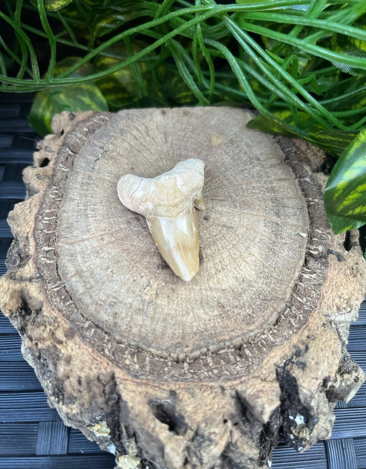 3 x Authentic Fossil Otodus Shark Tooth –  Eocene Sharks Teeth