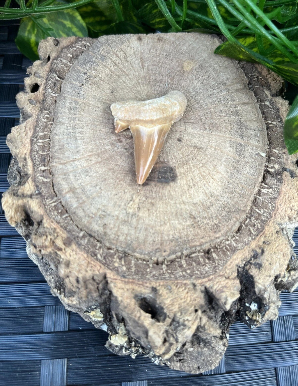 3 x Authentic Fossil Otodus Shark Tooth –  Eocene Sharks Teeth
