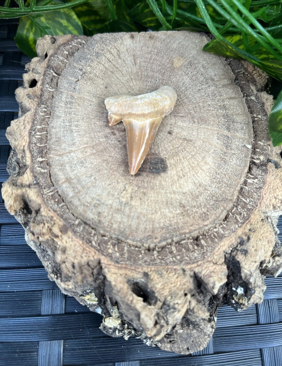 3 x Authentic Fossil Otodus Shark Tooth –  Eocene Sharks Teeth