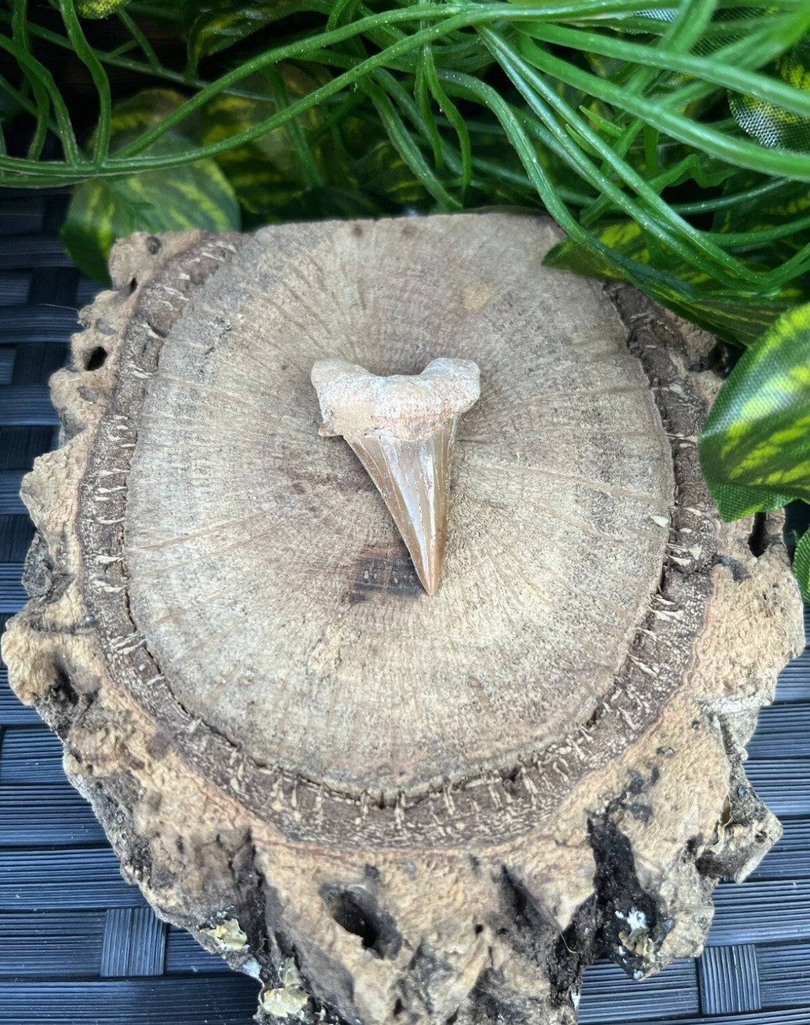 3 x Authentic Fossil Otodus Shark Tooth –  Eocene Sharks Teeth