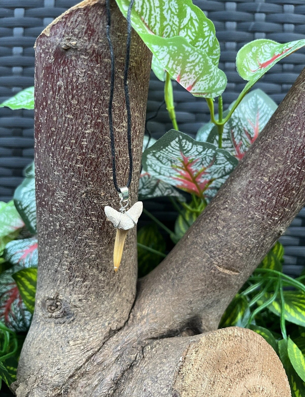 3 x Genuine Fossil Shark Tooth Pendants on Wax Cord Necklace
