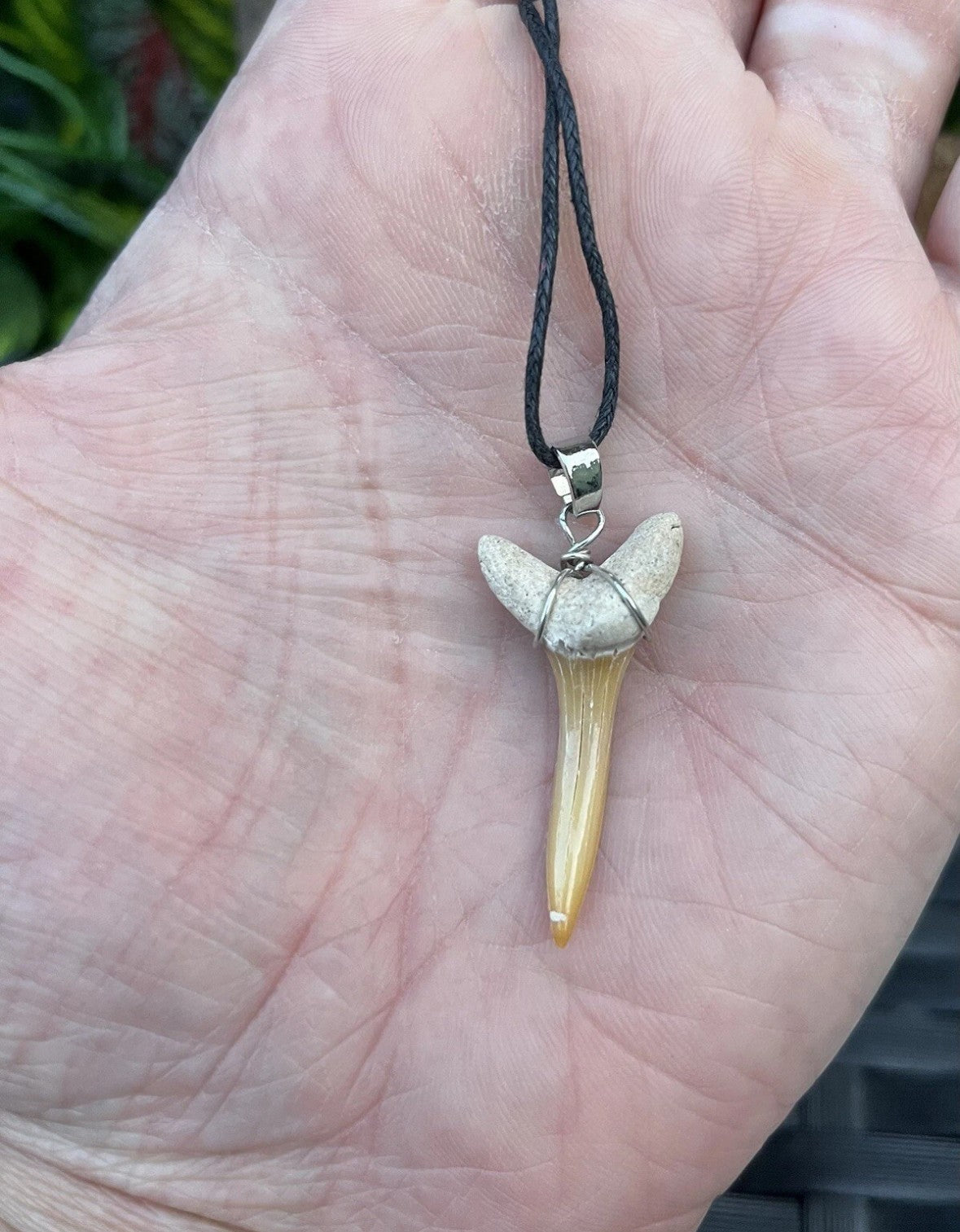 3 x Genuine Fossil Shark Tooth Pendants on Wax Cord Necklace