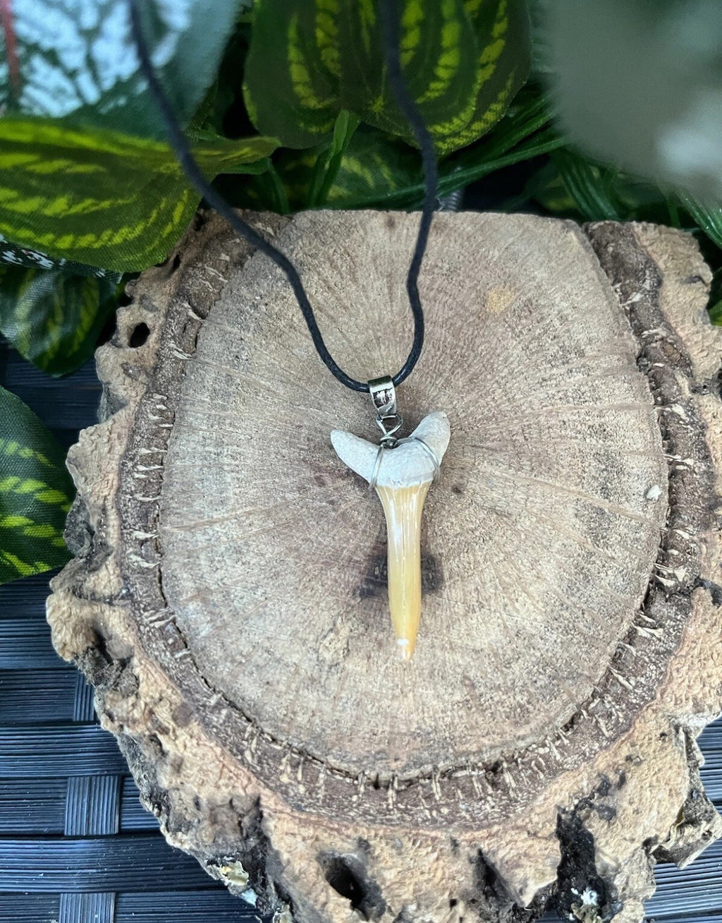 3 x Genuine Fossil Shark Tooth Pendants on Wax Cord Necklace