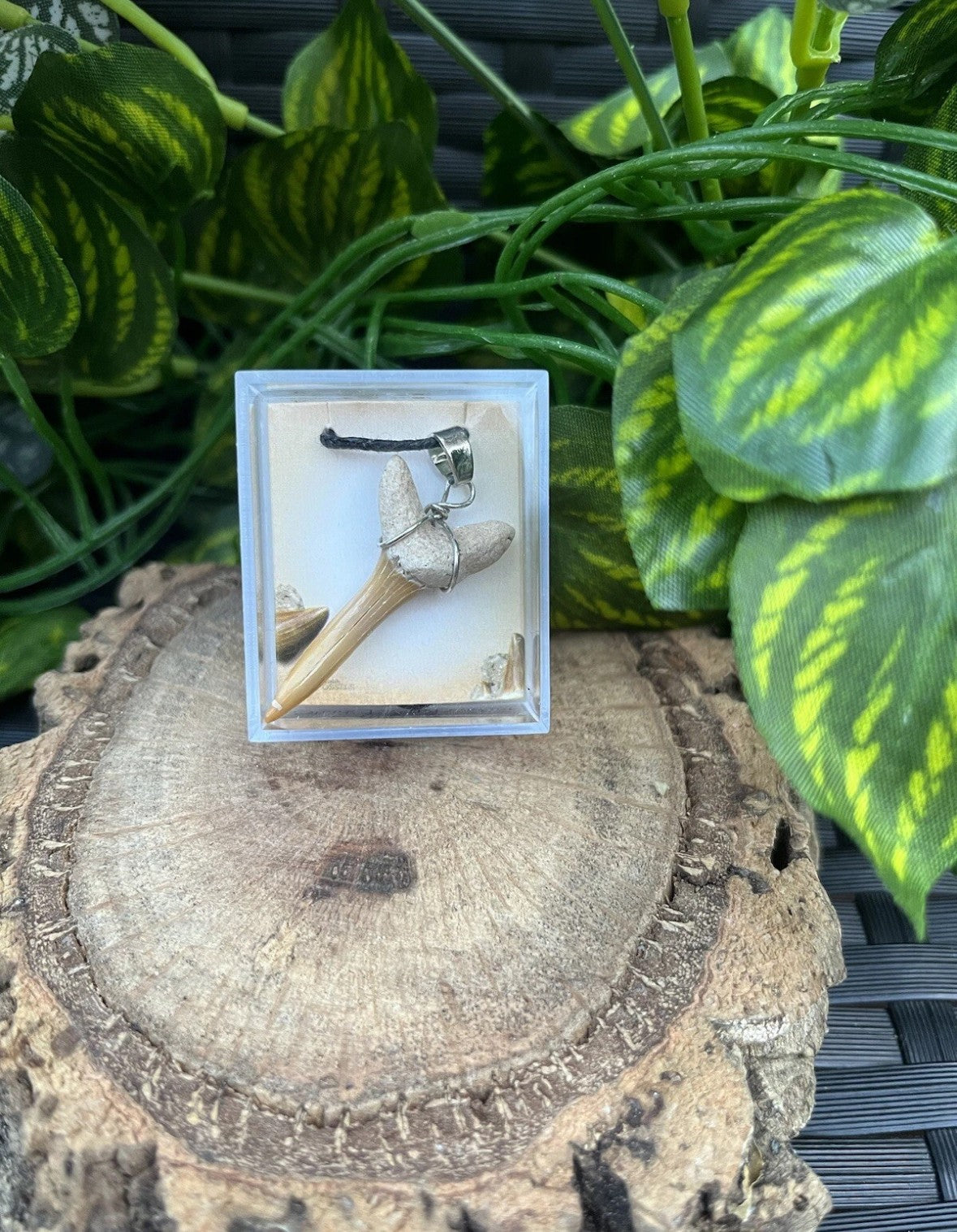 3 x Genuine Fossil Shark Tooth Pendants on Wax Cord Necklace