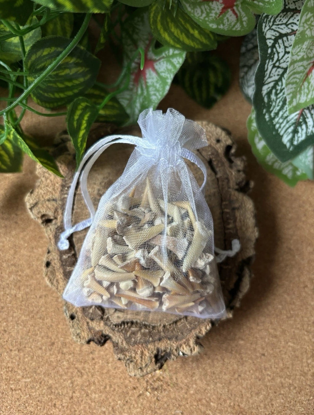 50g Fossil Shark Teeth – Bulk Bag | Shark Teeth Fossils from Morocco