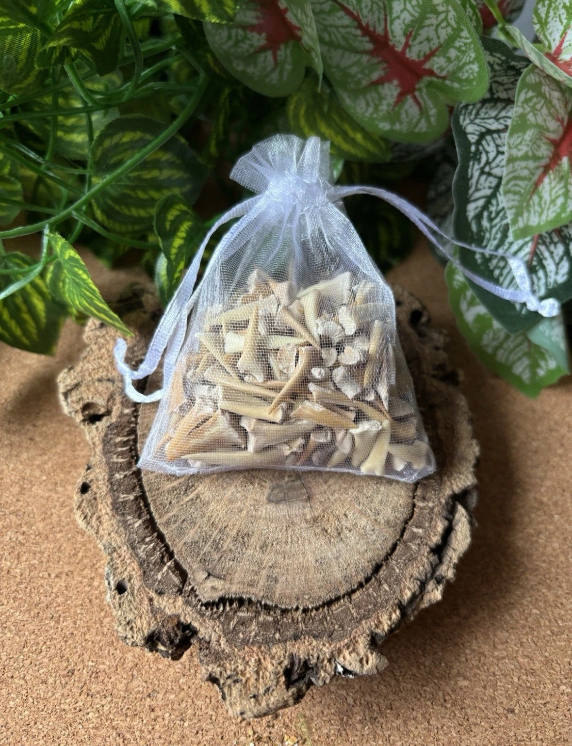 50g Fossil Shark Teeth – Bulk Bag | Shark Teeth Fossils from Morocco