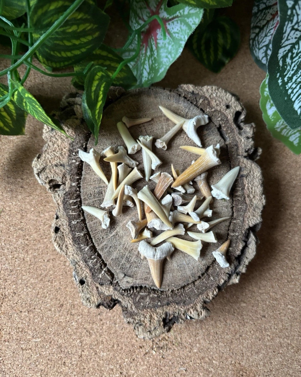 50g Fossil Shark Teeth – Bulk Bag | Shark Teeth Fossils from Morocco