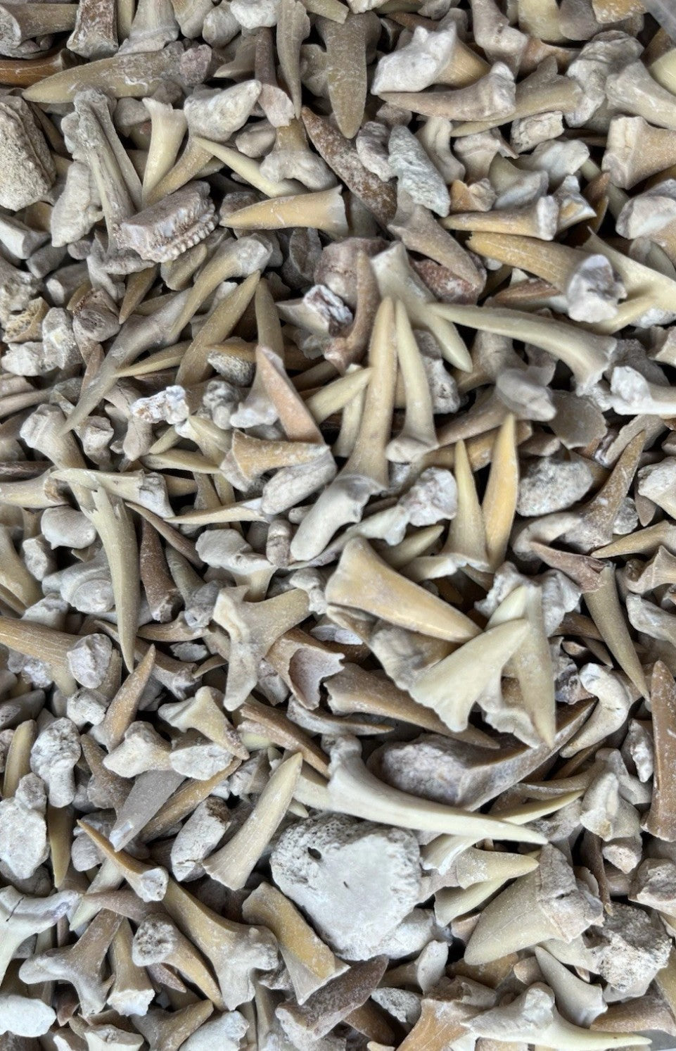 50g Fossil Shark Teeth – Bulk Bag | Shark Teeth Fossils from Morocco