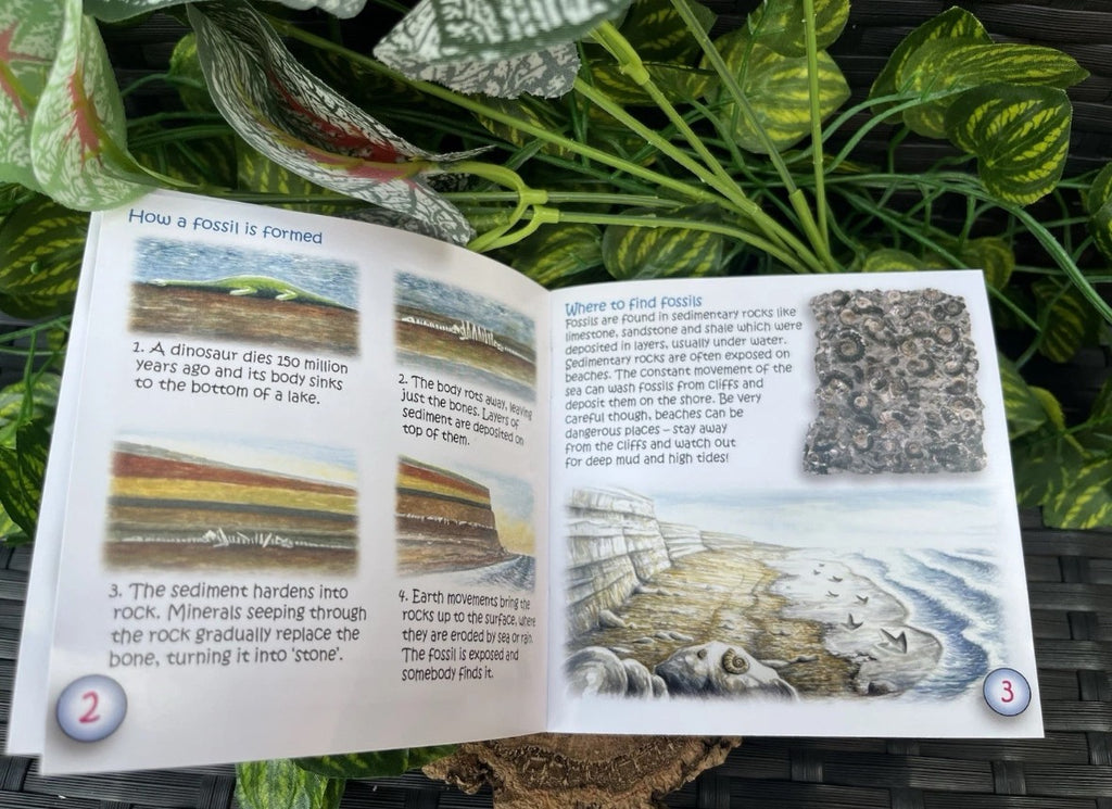 The Study of Fossils Booklet – Guide for Young Fossil Hunters
