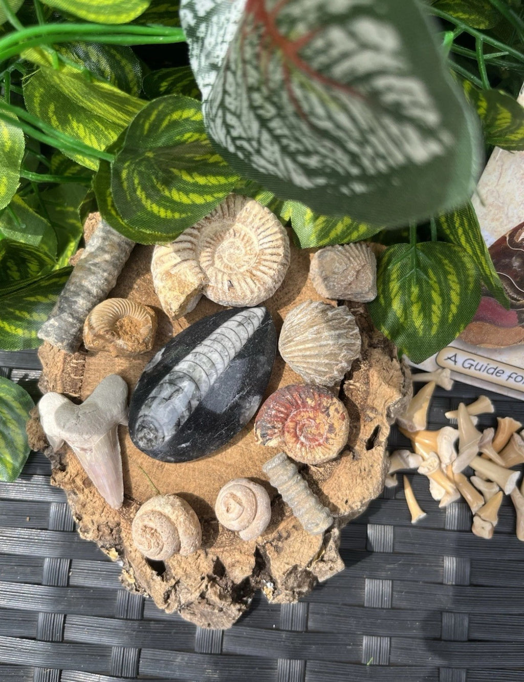 Fossil Box – Curated Fossil Collection with Educational Booklet