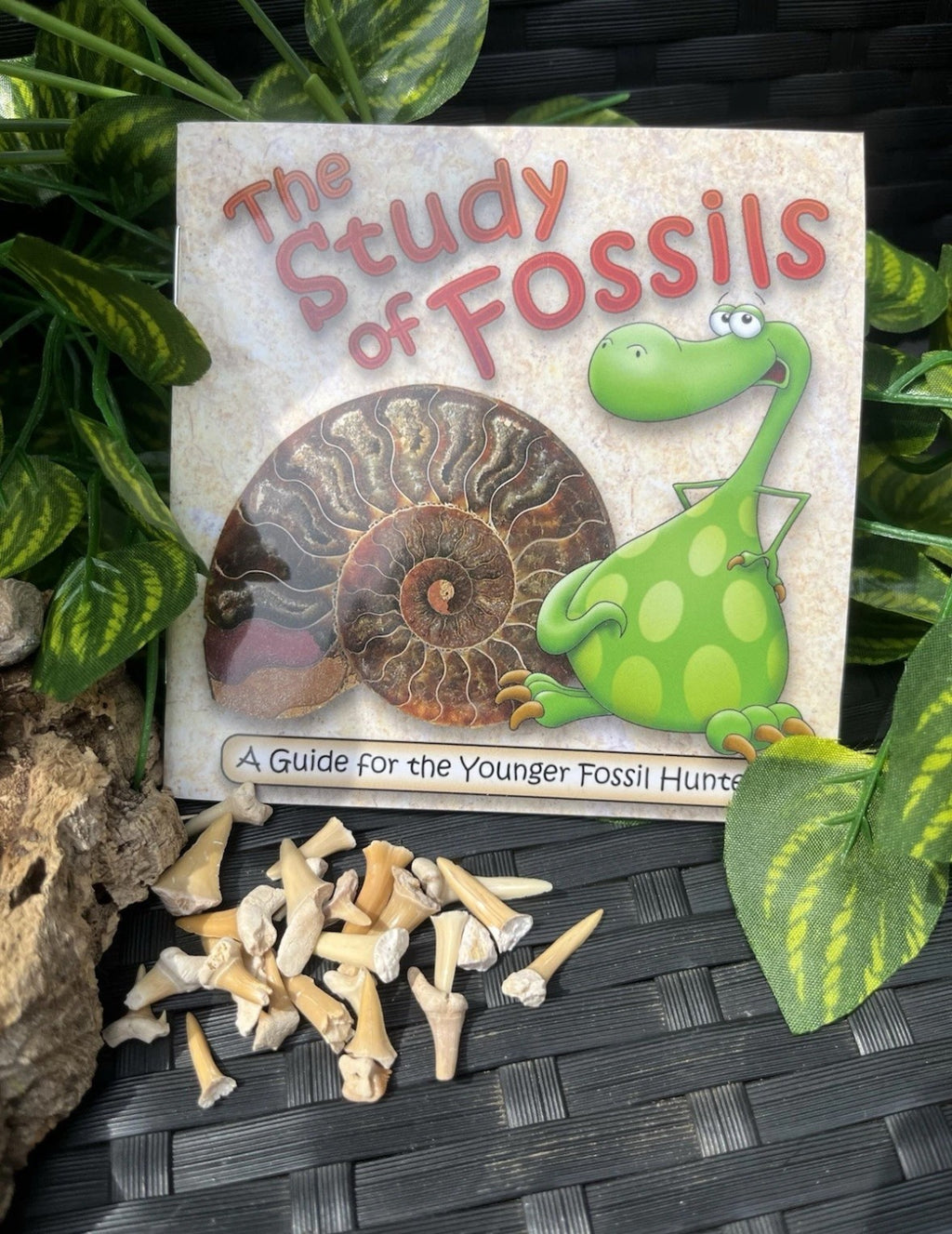 Fossil Box – Curated Fossil Collection with Educational Booklet