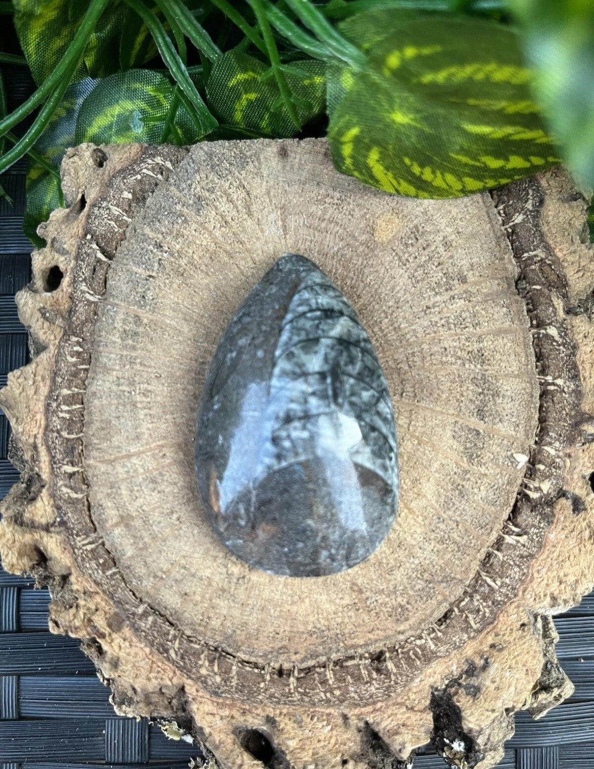 3 x Genuine Fossil Orthoceras – Devonian Era, Morocco