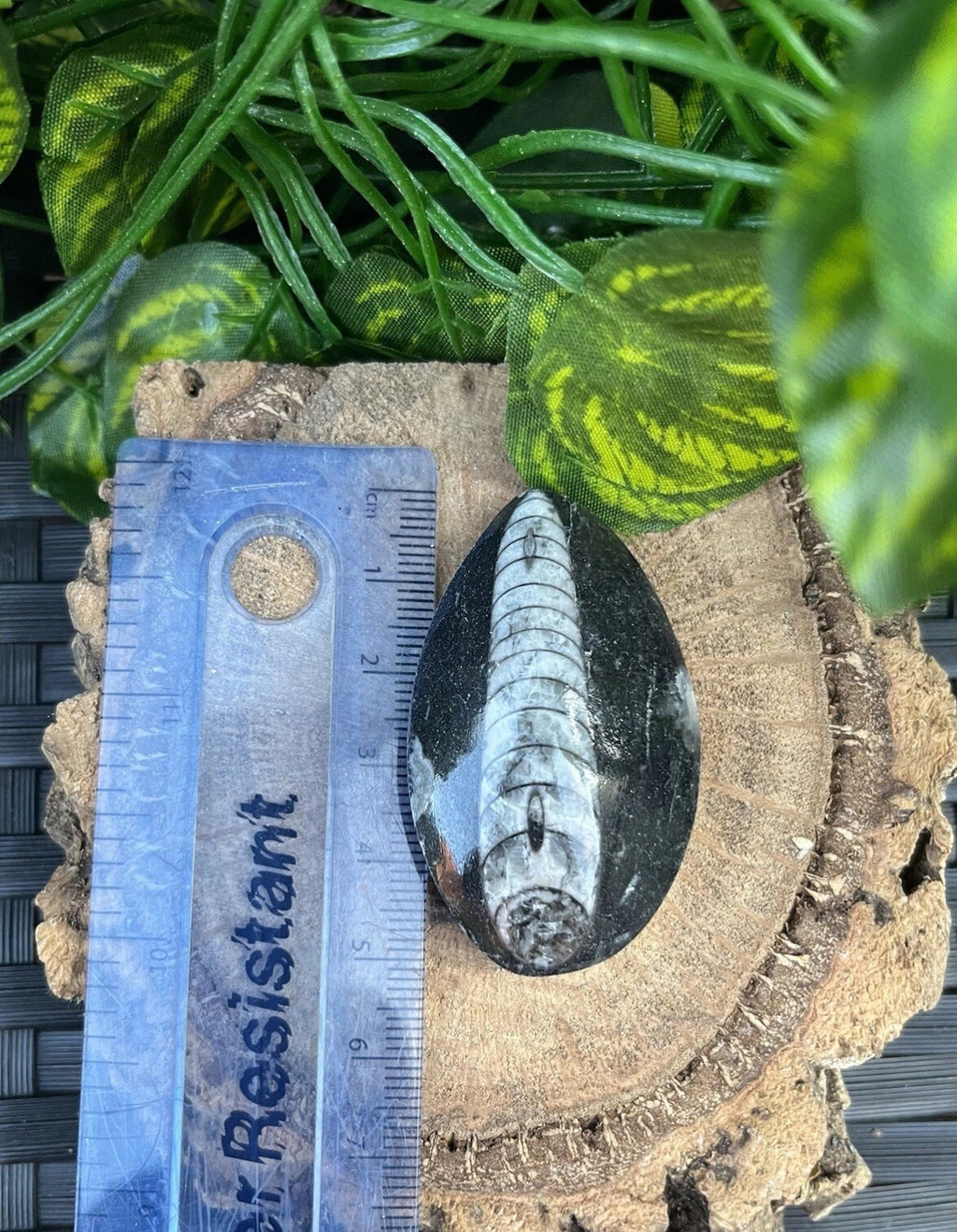 3 x Genuine Fossil Orthoceras – Devonian Era, Morocco